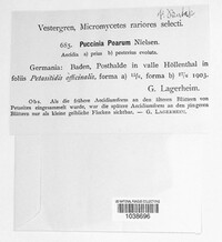 Puccinia poarum image